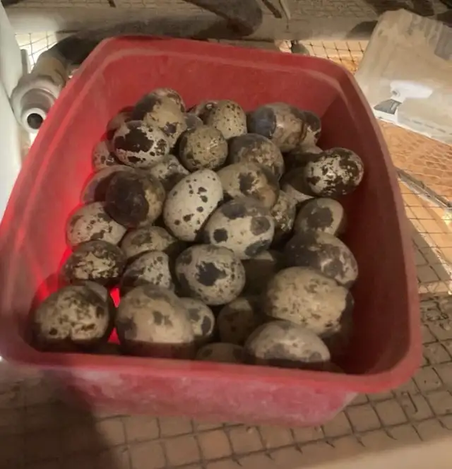 Quail eggs in Livestock in Hamilton - Image 5
