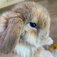 purebred holland lop baby  Oakville / Halton Region Toronto (GTA) Preview
