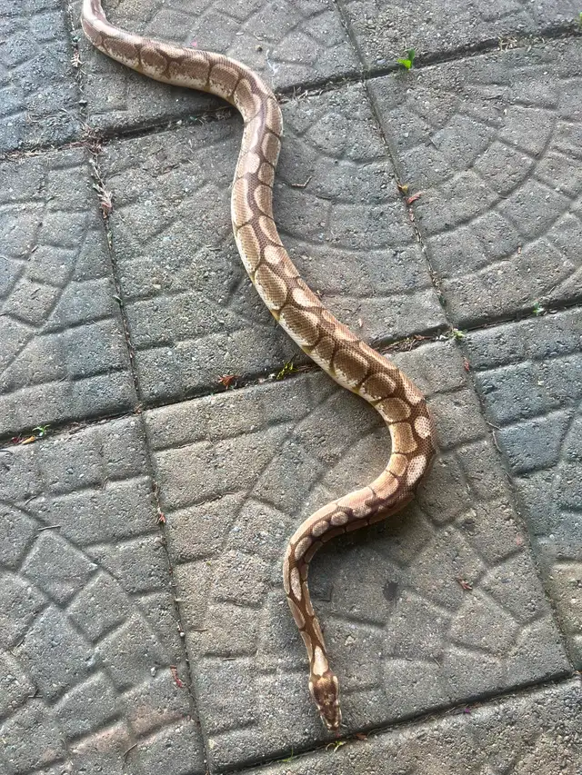 Bumblebee morph Ball Python in Reptiles & Amphibians for Rehoming in Kawartha Lakes - Image 3