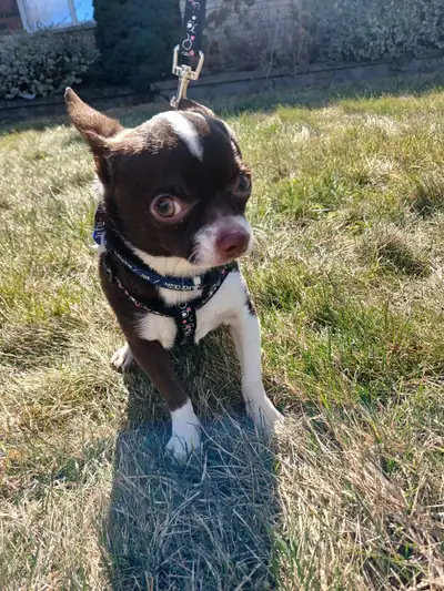 Chihuahua, View more