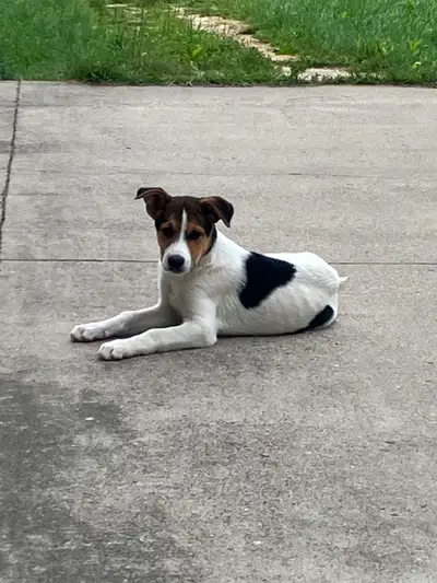 Puppies need good homes, View more