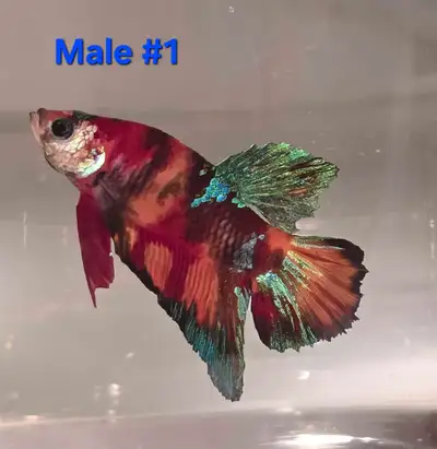 Male and female multicolor betta fish. $10 each.