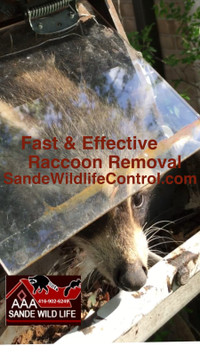 Wildlife Removal Soecialists For Raccoons, Squirrels, Skunks.