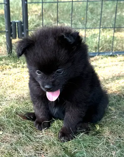 Ellie rare black purebred teddy bear pomeranian puppy, View more