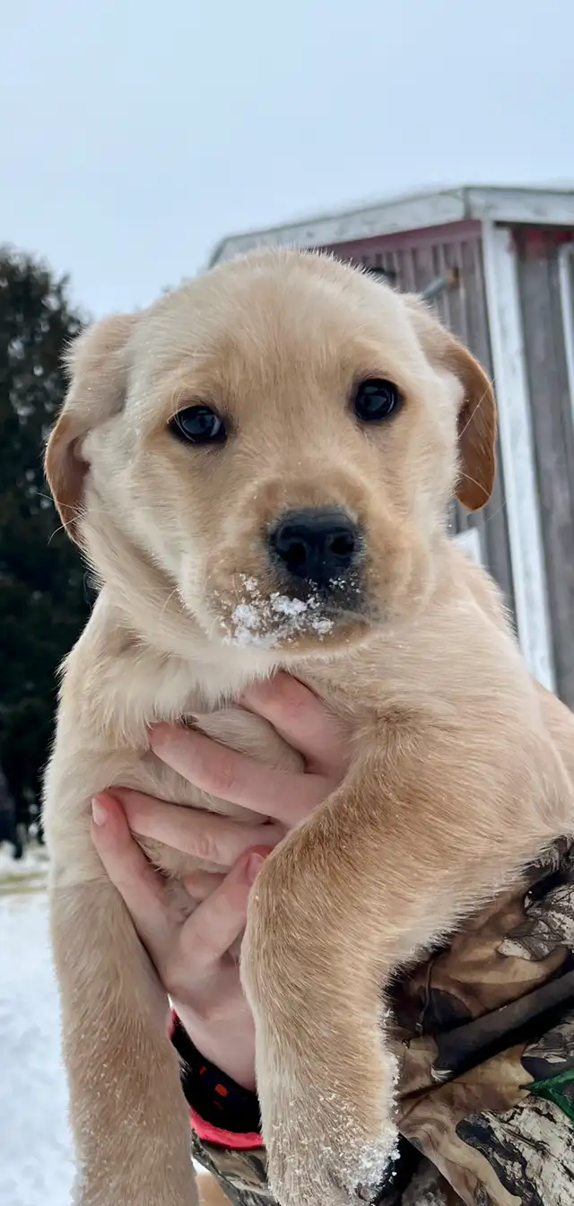Purebred Labrador Puppies in Dogs & Puppies for Rehoming in Stratford - Image 4