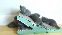Purebred Russian Blue Kittens 
