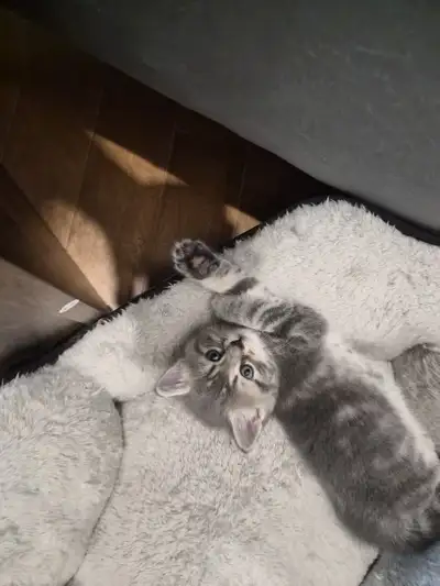 kitten for sale, View more