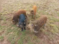 2 Heritage Gilts - $500 for both