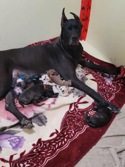 We have six puppies looking for their forever homes. Two of them have a different price as shown bel...