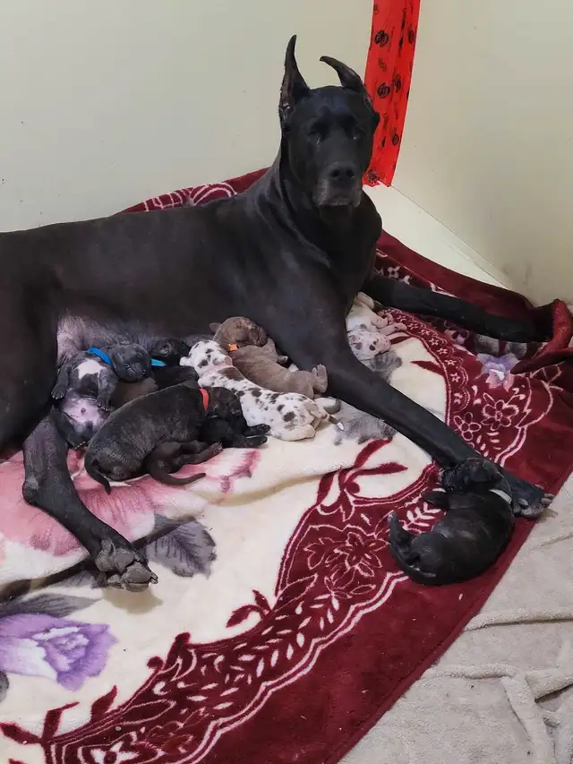 Great dane puppies in Dogs & Puppies for Rehoming in Edmonton - Image 4