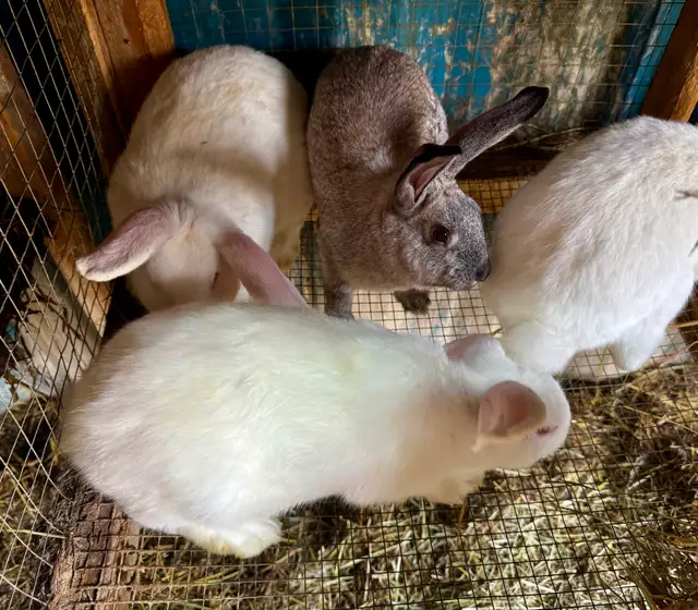 New Zealand x Rabbits for Sale. Breeding Trios available. Vernon in Livestock in Vernon - Image 5