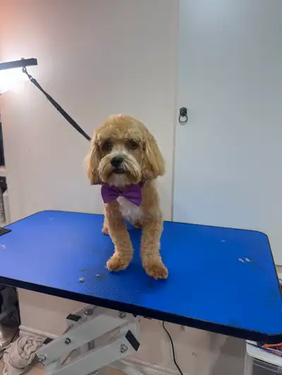Furry Cuts — Dog Grooming for Small Pups, View more