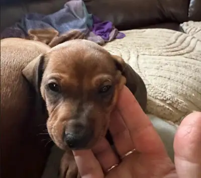 Dachshund puppies for sale, View more