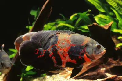 Rehoming Any Unwanted Aquarium Fish, View more