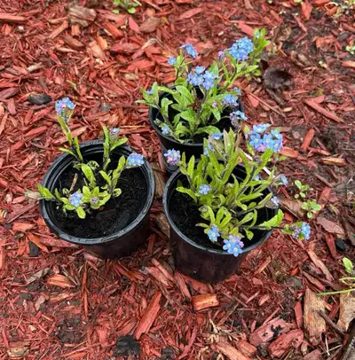 Forget-me-nots Small Pots, View more