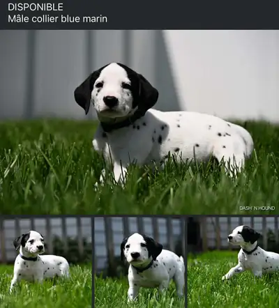Les chiots sont nées le 7 mai et on accepte encore des dépôts. La mère de nomme Penny, elle viens de...