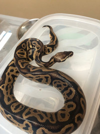 Leopard pastel ball python 