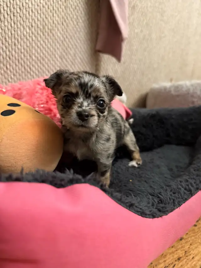 long haired chihuahua puppies in Dogs & Puppies for Rehoming in Markham / York Region - Image 7