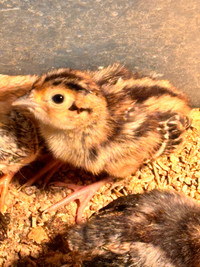 Ringneck pheasant chicks 