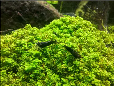 Blue Diamond Shrimp in the Bowmanville area - 50C each!, View more