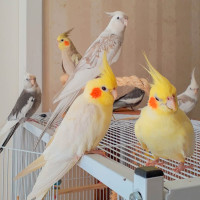 looking for a male baby cockatiel to train and love!!!