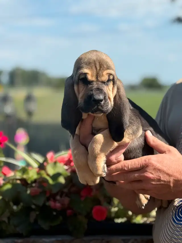 Purebred Bloodhound – CKC Reg, Champion OFA TEST READY TO GO in Dogs & Puppies for Rehoming in Cornwall - Image 5