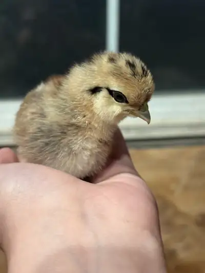 Month old chicks, View more
