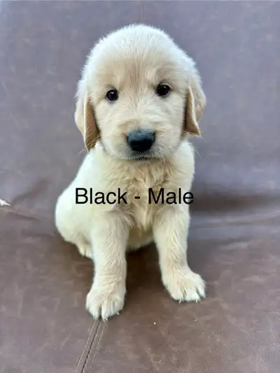  adorable, golden retriever puppies, View more