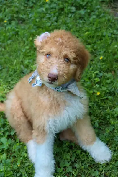 Aussiedoodle F1B prêt à rejoindre votre famille, View more