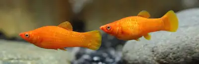 Orange Molly, View more