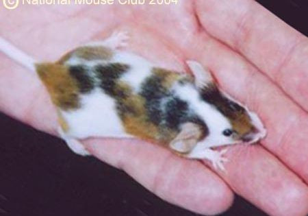 À LA RECHERCHE - LOOKING FOR - CALICO SOURIS OU HAMSTER dans Petits animaux à adopter  à Ouest de l’Île - Image 2