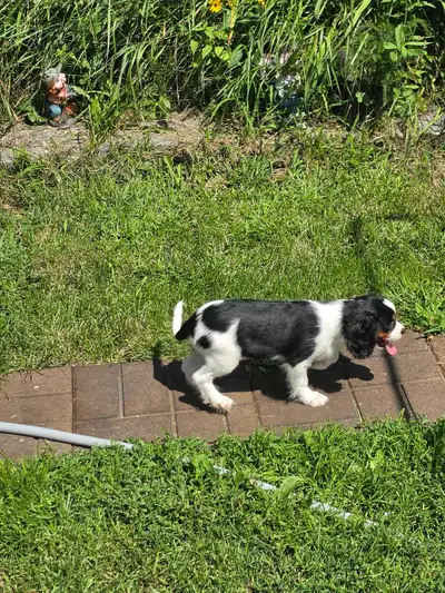 chio king Charles spaniel, View more