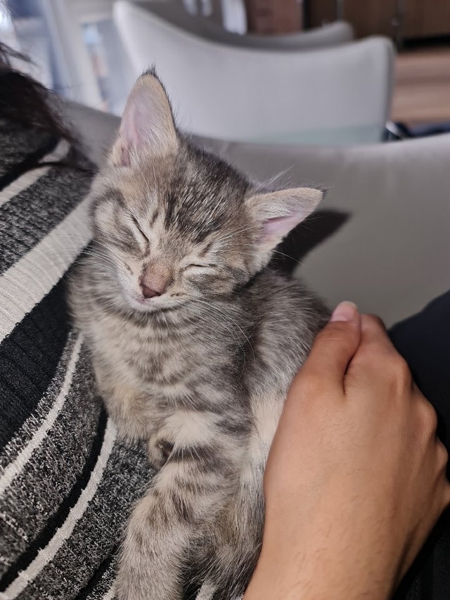 3 month old kitten for adoption Cats & Kittens for Rehoming Oshawa