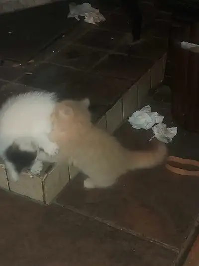 Kittens for sale, View more