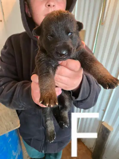 REGISTERED GERMAN SHEPHERD PUPS, View more