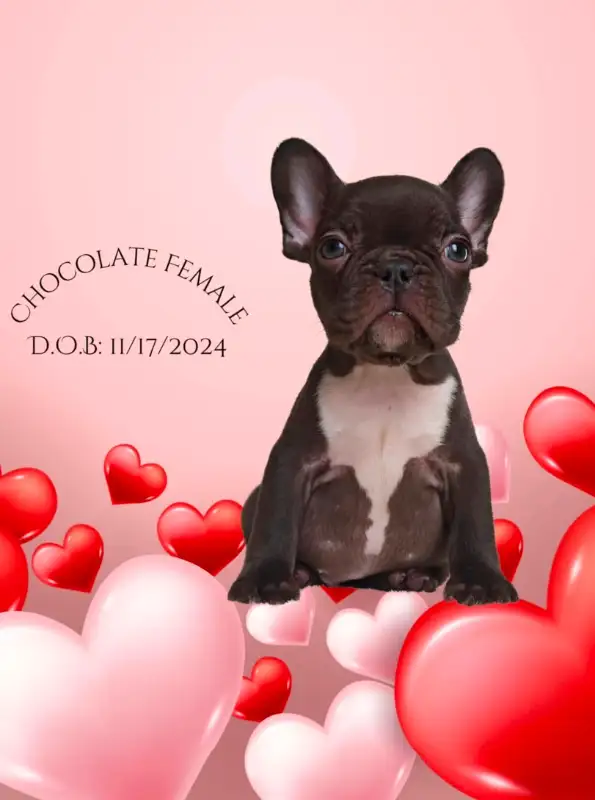 French bulldogs puppies - Bulldogs Francais in Dogs & Puppies for Rehoming in West Island - Image 5