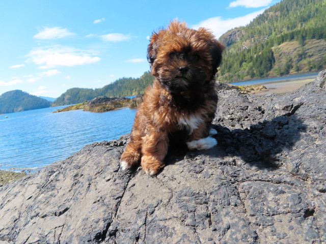 Tiny Teddys - Teddy Bear Puppies Zuchon Shichon Shih-Tzu Bichon in Dogs & Puppies for Rehoming in Burnaby/New Westminster - Image 2