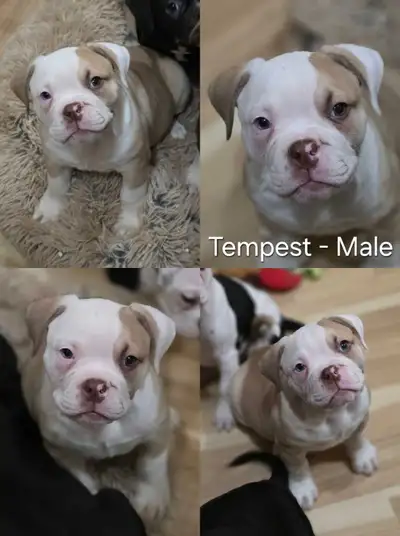 NEAR SMOKY LAKE. NO DELIVERY! 1 male and 2 females left. Tempest, Salem and Raven are now reduced to...