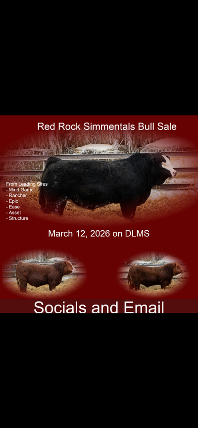 Red Rock Simmentals 2nd Annual Bull and Female Sale, View more