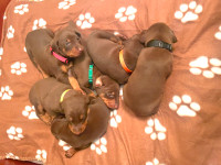 Red/tan Doberman puppy (girl) early-May placement