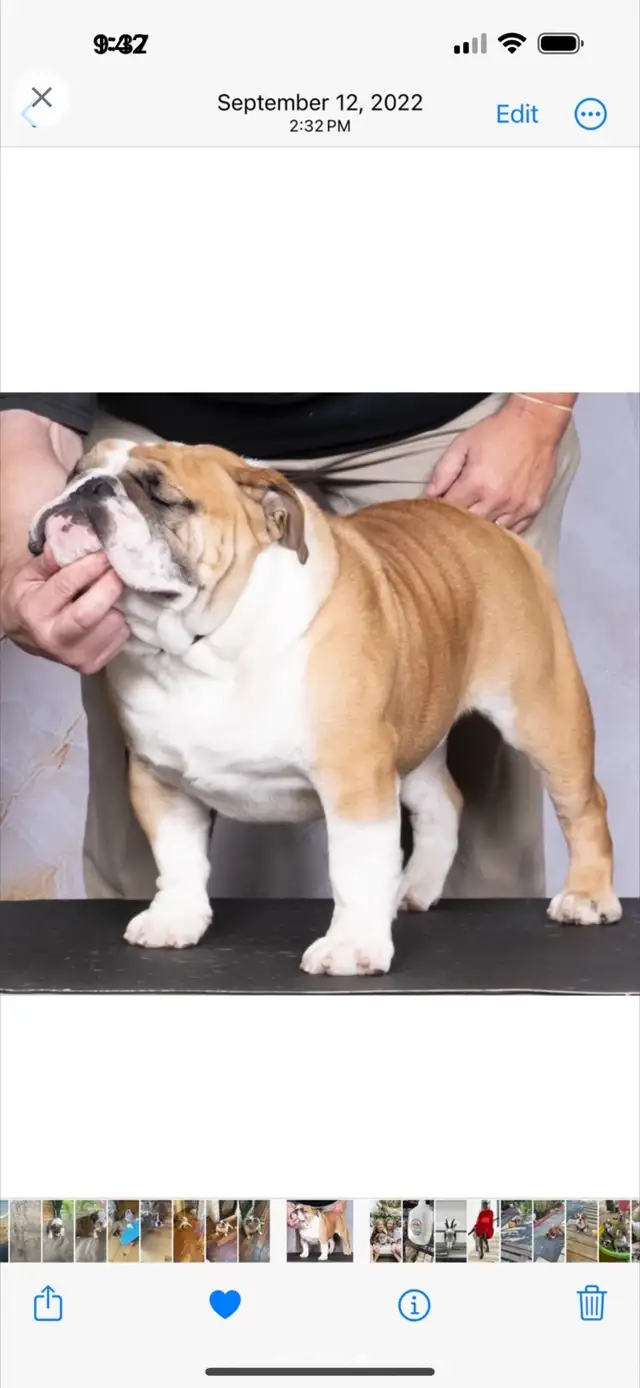 PUREBRED ENGLISH BULLDOGS CKC REGISTERED CHAMPION PARENTS in Dogs & Puppies for Rehoming in Mississauga / Peel Region - Image 9