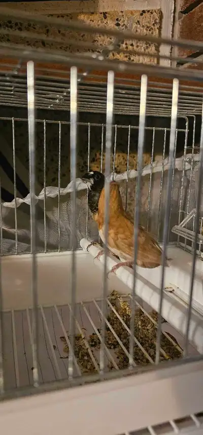 Society finches, View more