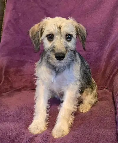 Beautiful happy puppies, 5 females left. Born January 5/2025 these puppies are very smart and easy t...