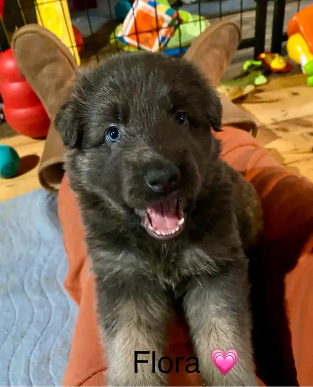German Shepherd Puppies in Dogs & Puppies for Rehoming in Ottawa - Image 4
