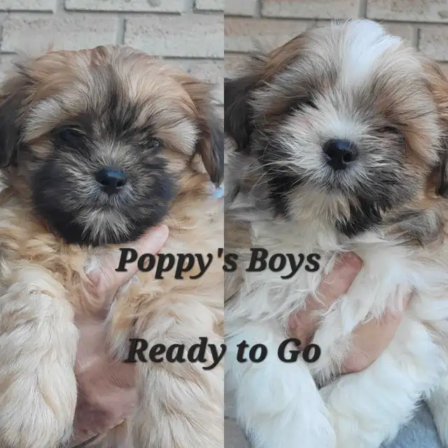 Top Quality Shih Tzu Puppies Available! - ReadyTo Go! in Dogs & Puppies for Rehoming in St. Catharines - Image 4