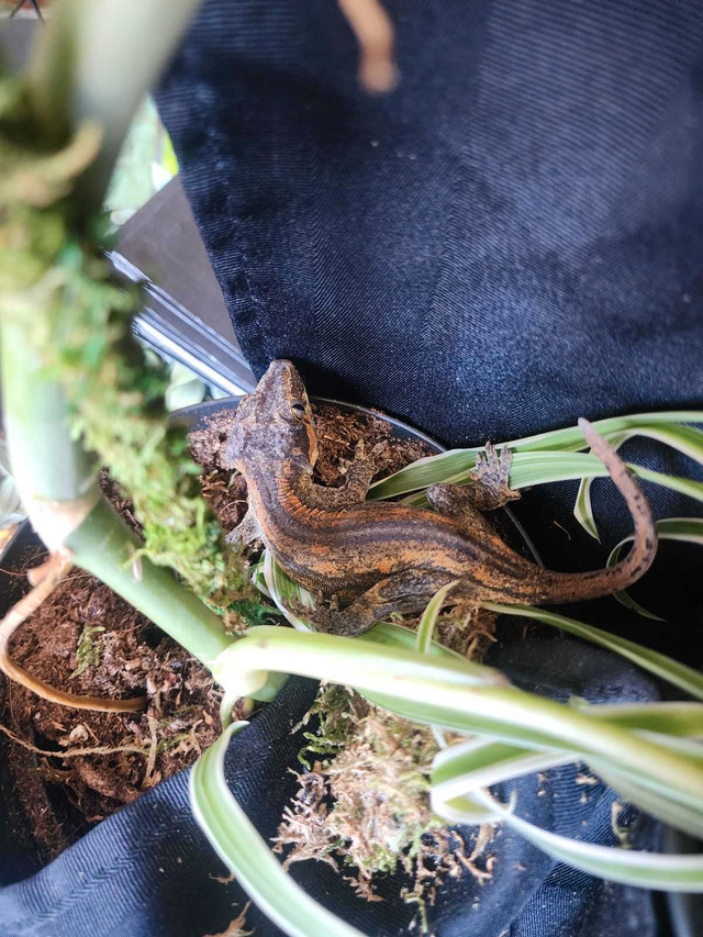 Female orange stripe gargoyle gecko in Reptiles & Amphibians for Rehoming in Delta/Surrey/Langley - Image 4