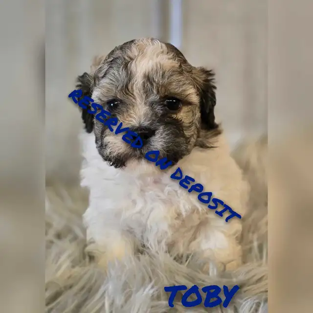 BEAUTIFUL SHIHPOO PUPPIES in Dogs & Puppies for Rehoming in Edmonton - Image 5