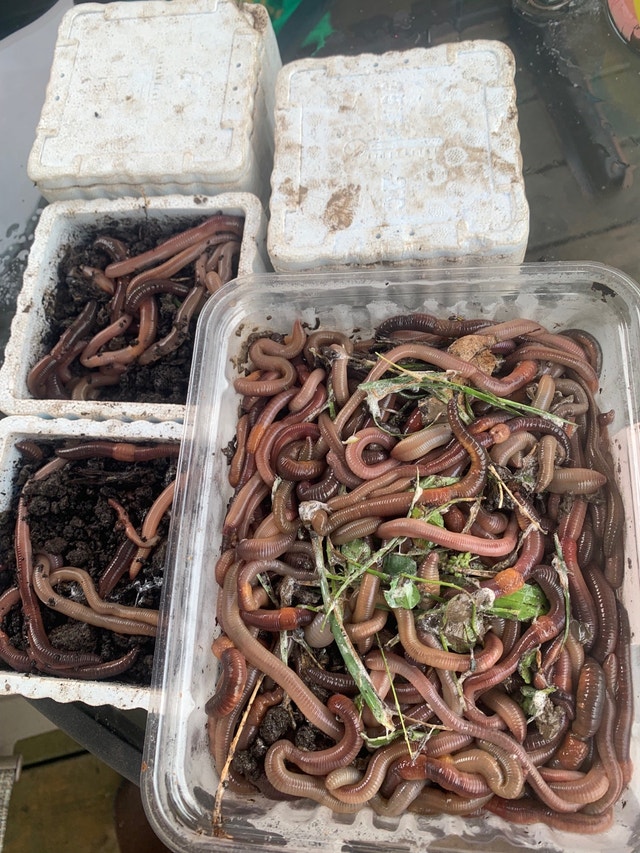 Dozens of worms for sale, 2 a dozen. Fishing, Camping & Outdoors