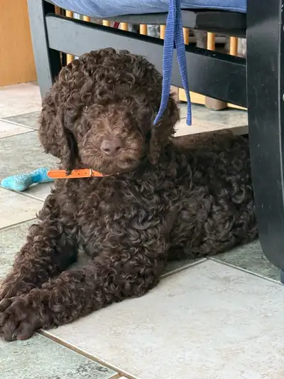 caniche royal (poodle)VENDU, View more