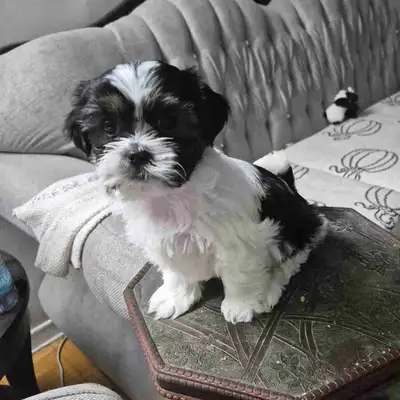 1 handsome shih tzu male with two beautiful female , View more